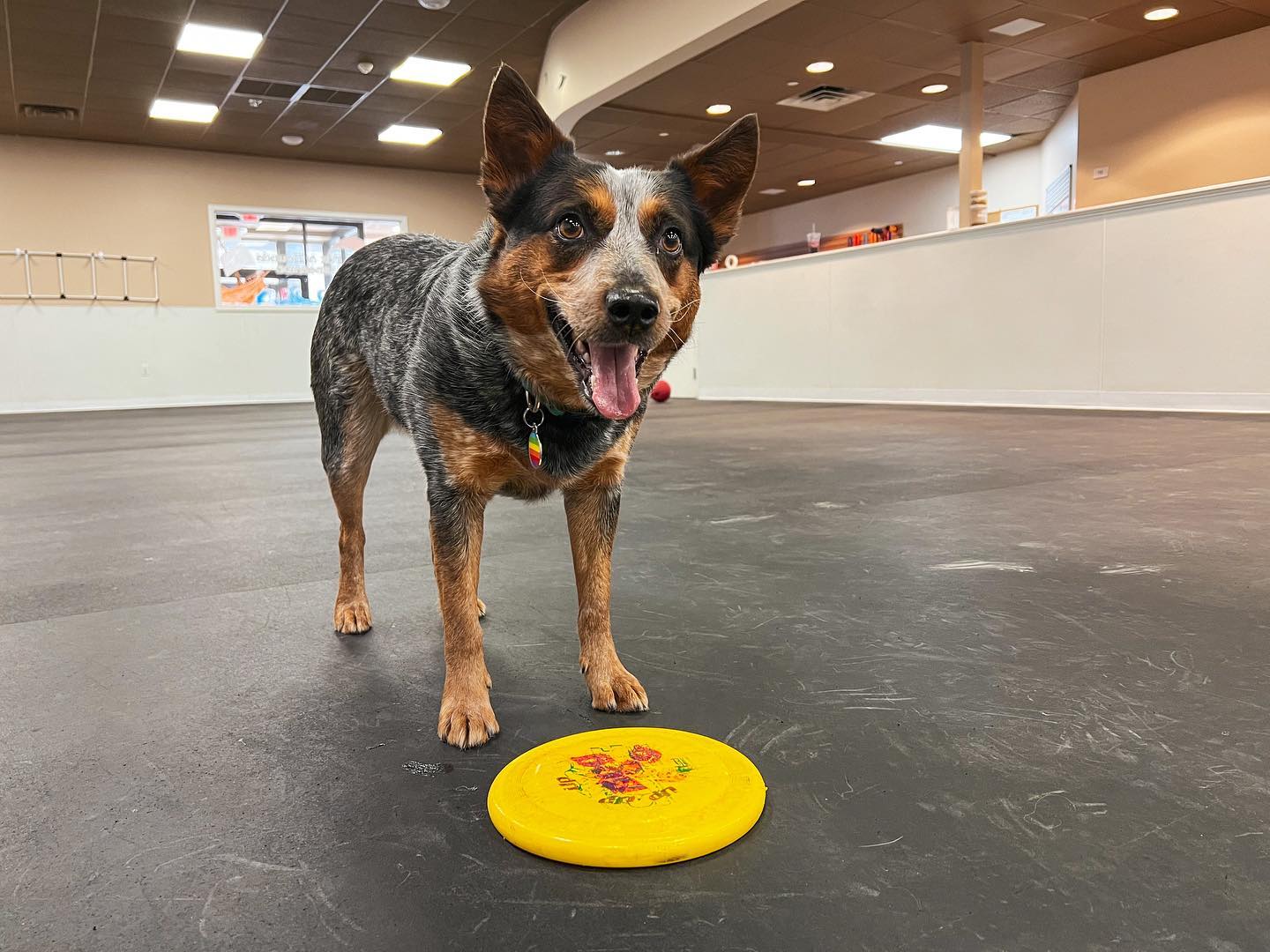 Cattle dog playing frisbee