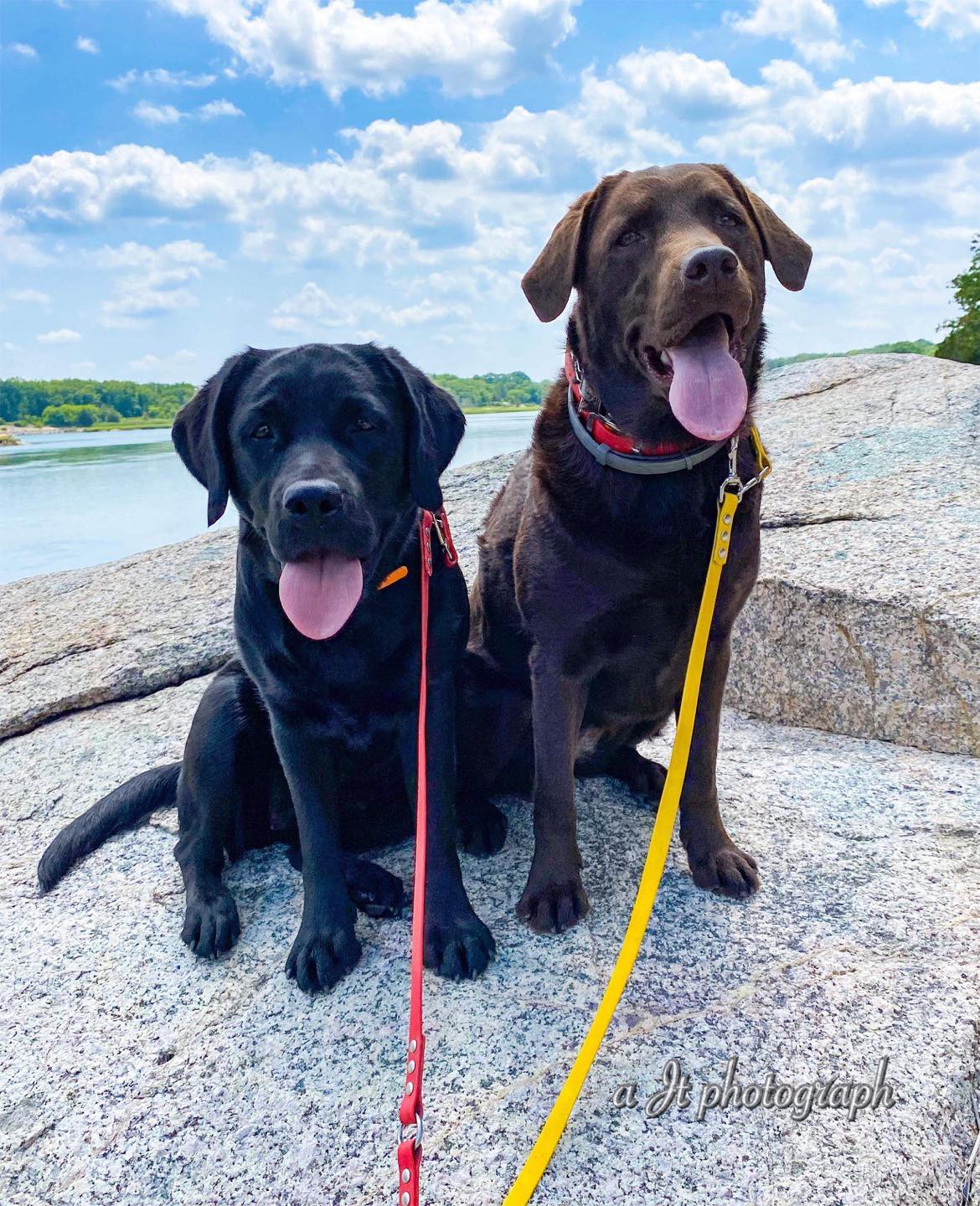 Two labs sitting on a rock