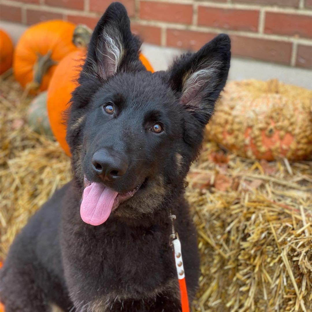 Dog img (26) German Shepherd puppy