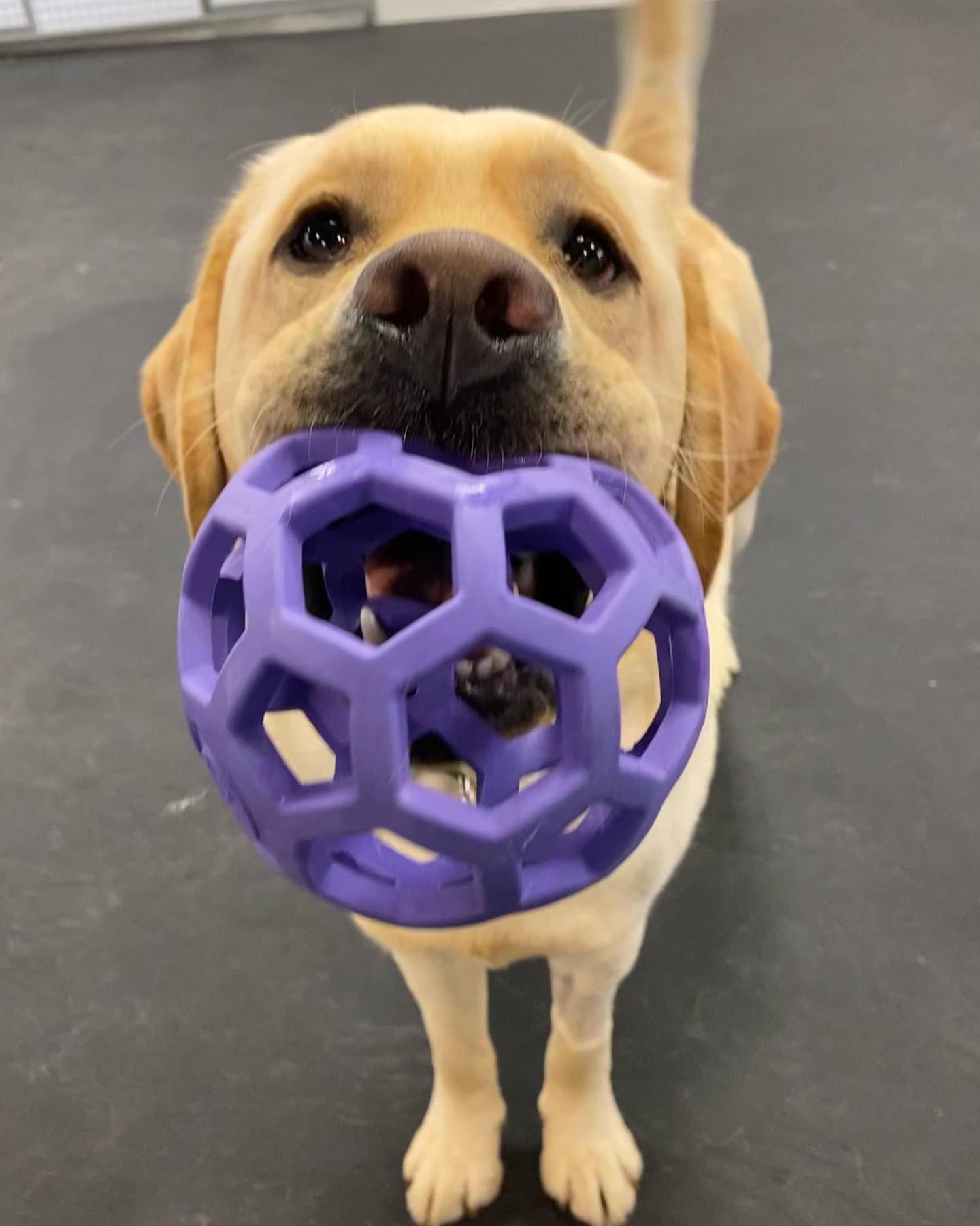 Dog playing with purple ball