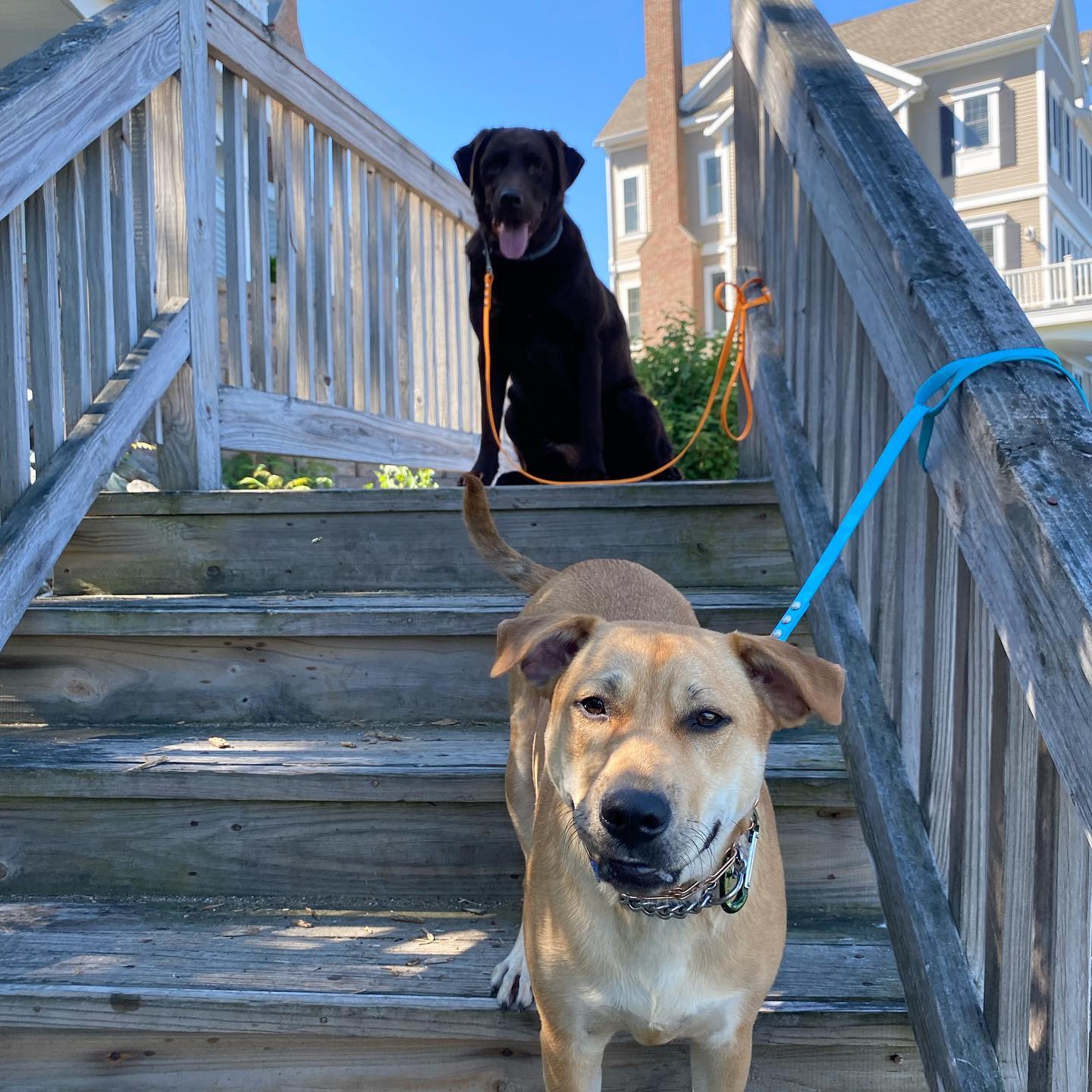 Two dogs walking down stairs