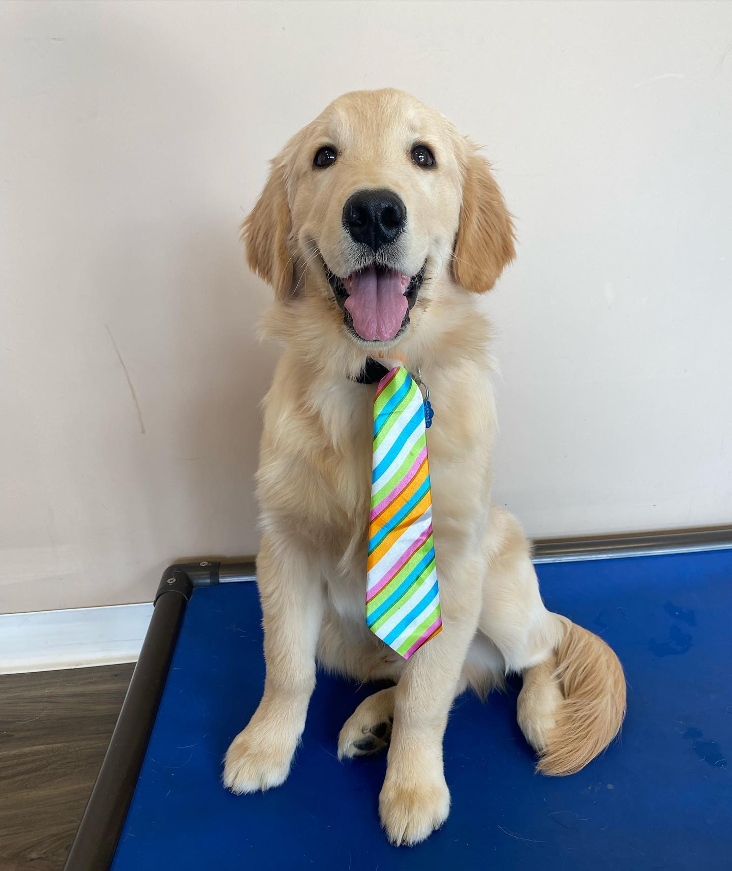 Puppy sitting wearing a tie