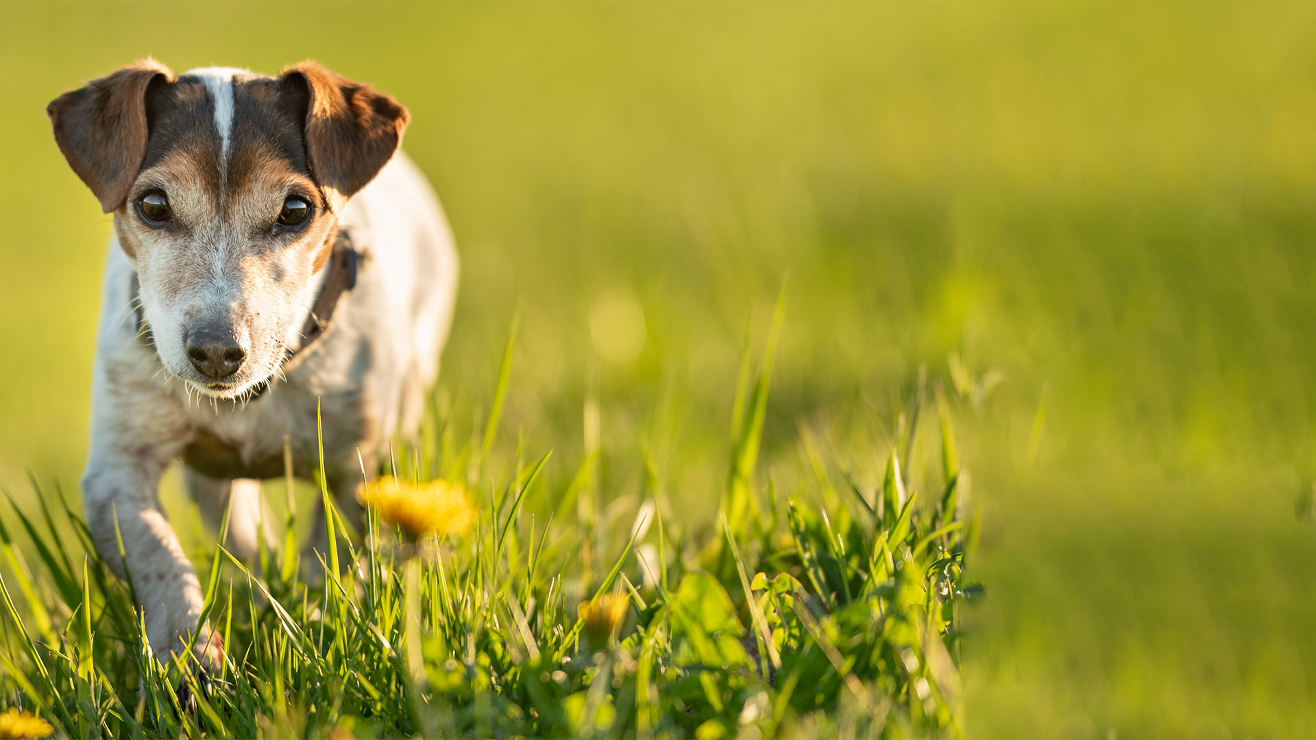 pre-registration-daycare-boarding-form-a-fox-hounds